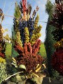 /album/vazane-susene-kytice/img-3910-jpg1/