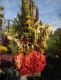 /album/vazane-susene-kytice/img-3913-jpg1/